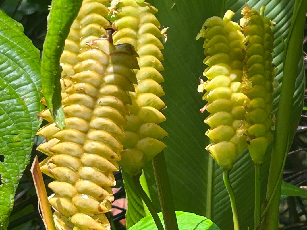 Tainopark-Santa Barbara de Samana必去景点