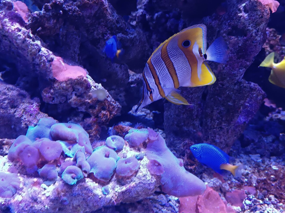 Gardaland SEA LIFE Aquarium景点图片