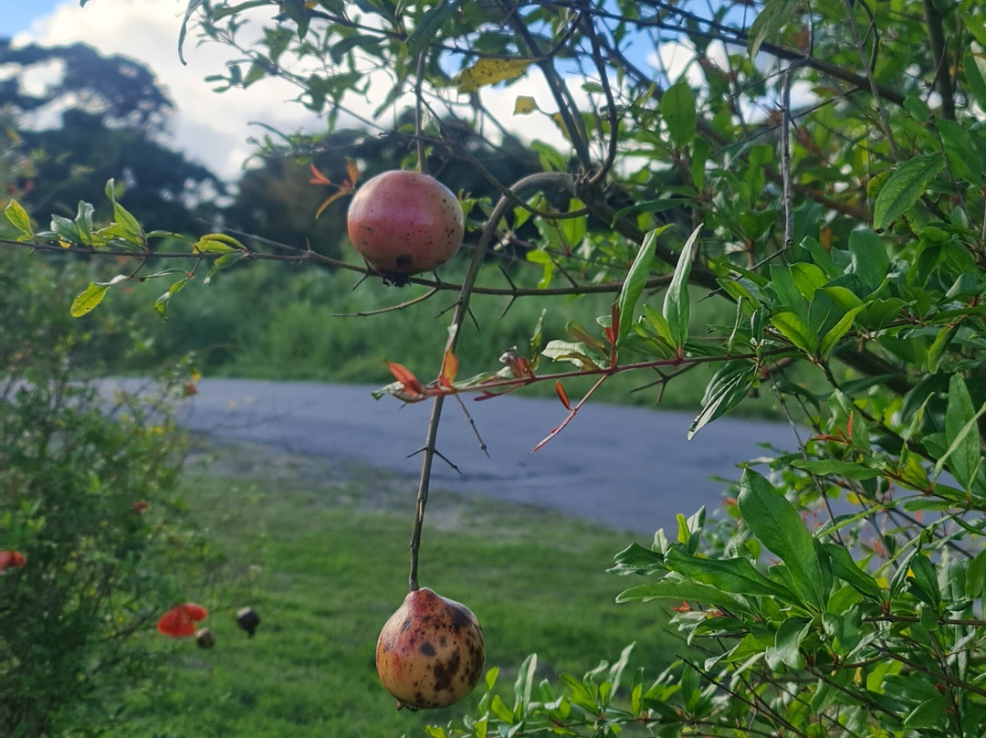 Ngozi Farm And Cultural Sanctuary-Swanns必去景点
