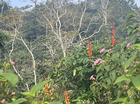 Elephant Trail 16.0-Cherambadi必去景点