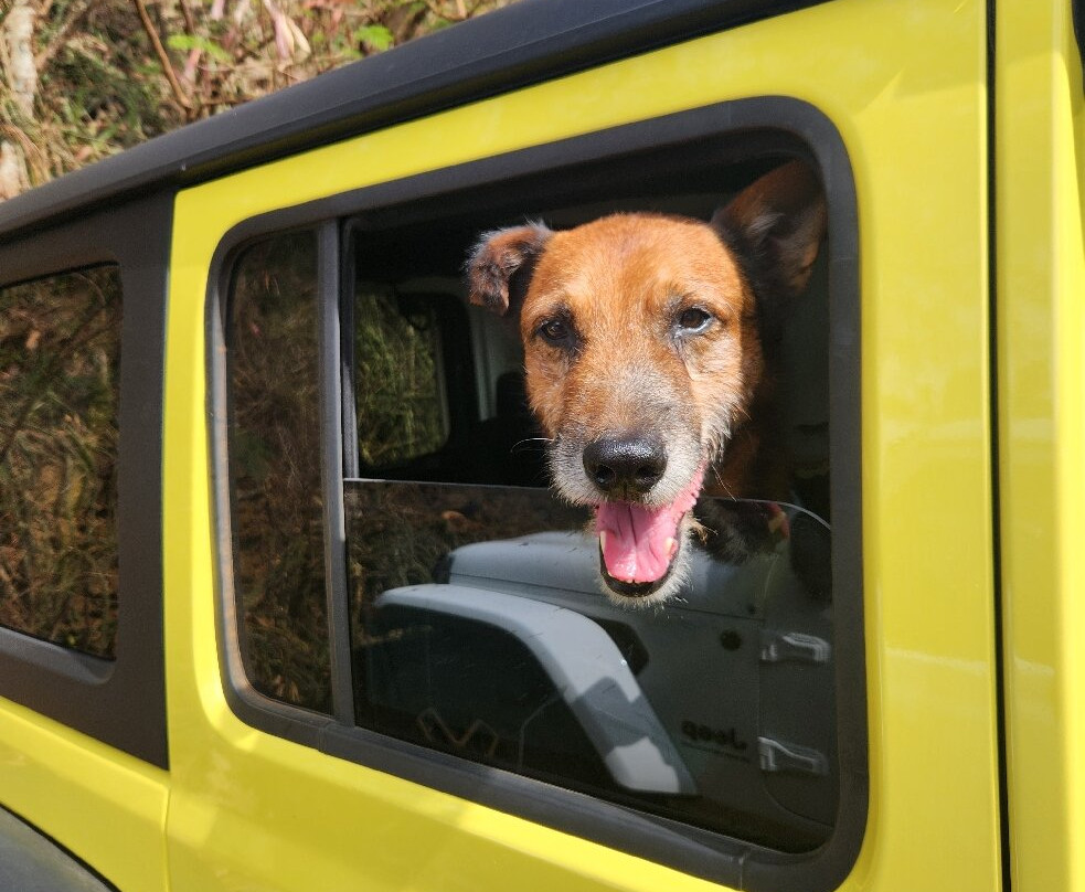 Kauai Humane Society-利胡埃必去景点