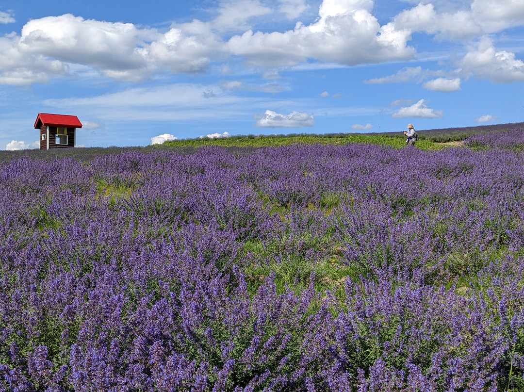 Hinode Lavender Garden-上富良野町必去景点