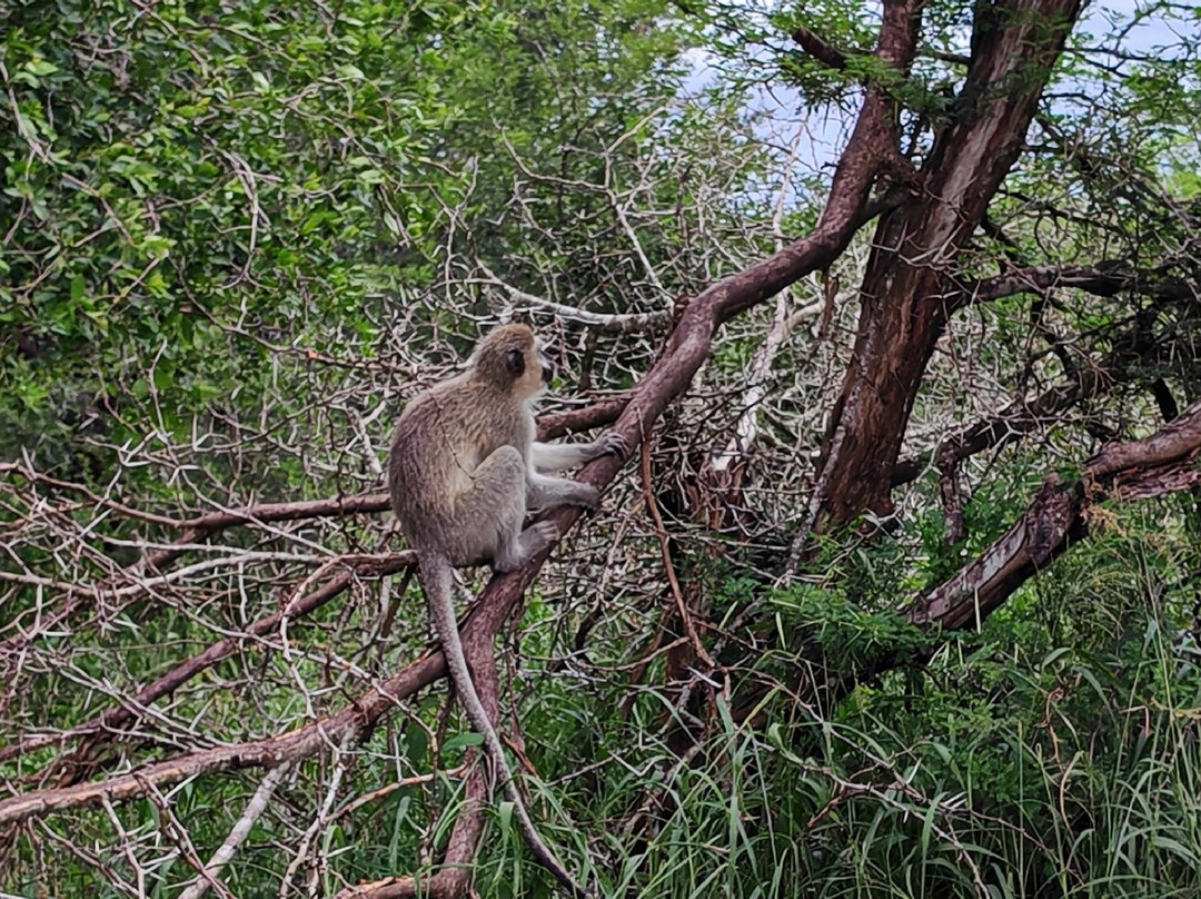 Hluhluwe - iMfolozi Park Wilderness Area景点图片