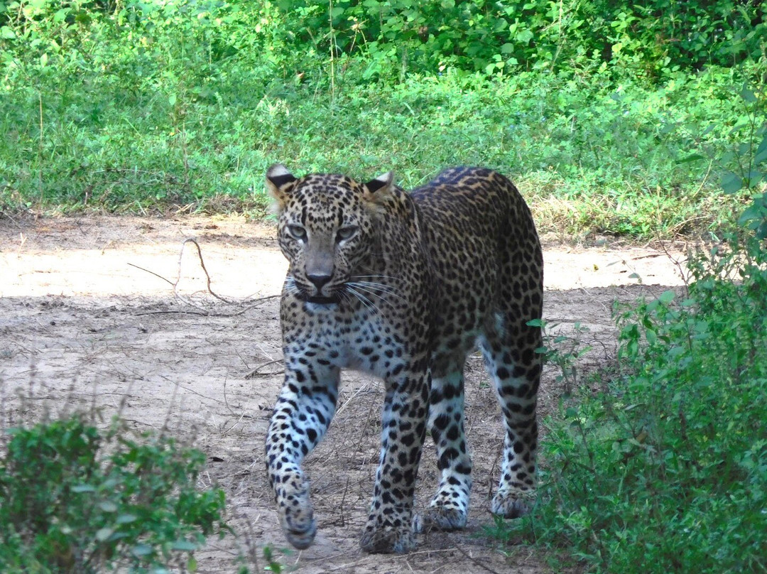 Cinnamon Hotels and Resorts-Yala必去景点