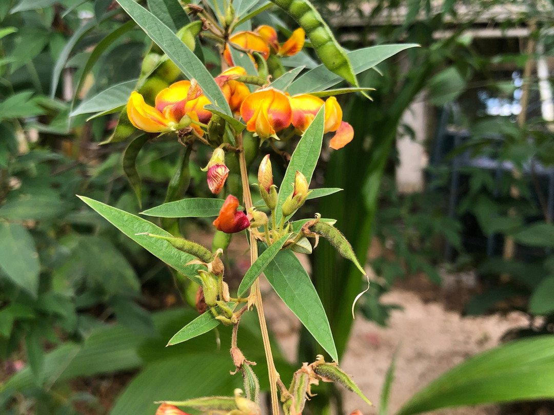 Finca Flora景点图片