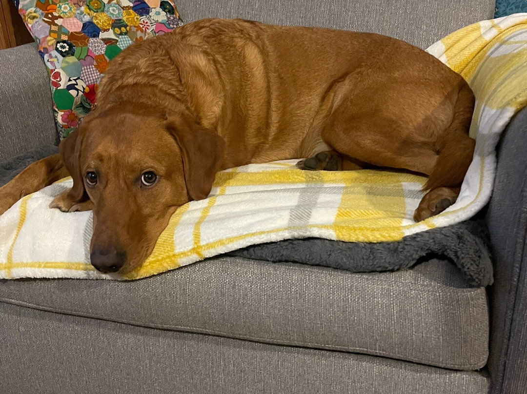 Netherleigh Bed and Breakfast主图