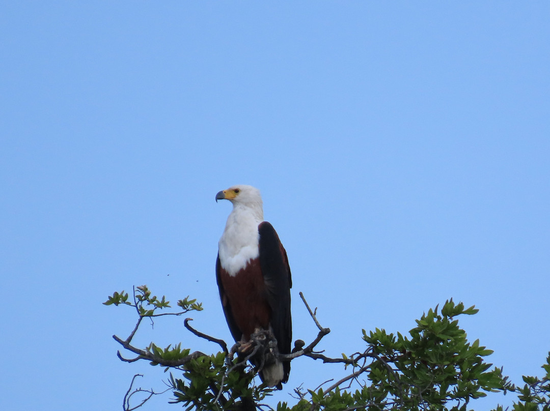 Chobe River Boat Cruises景点图片