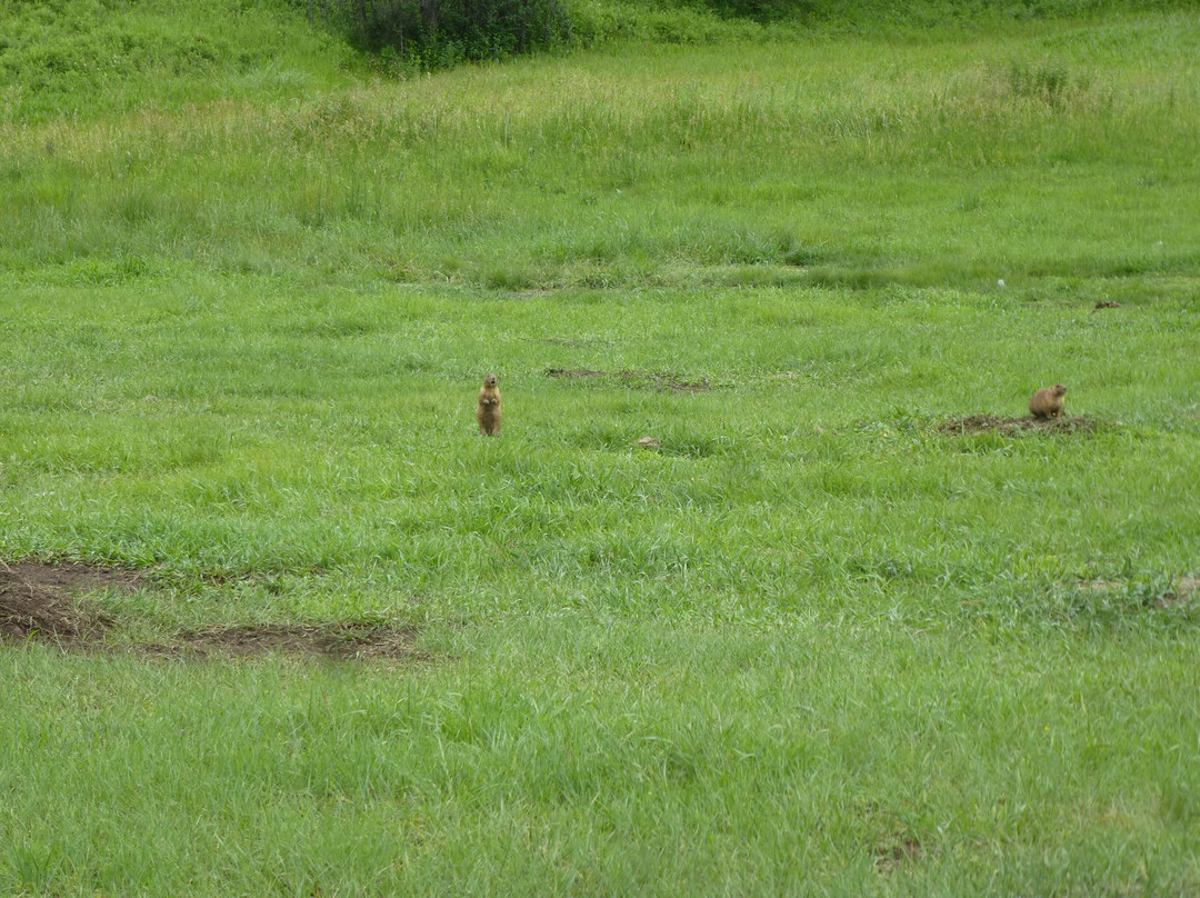 Wildlife Loop Road-卡斯特必去景点