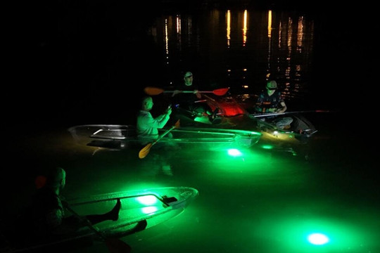 Sharkey's Clear Kayak Fish Feeding LED Night Tour in Palm Harbor