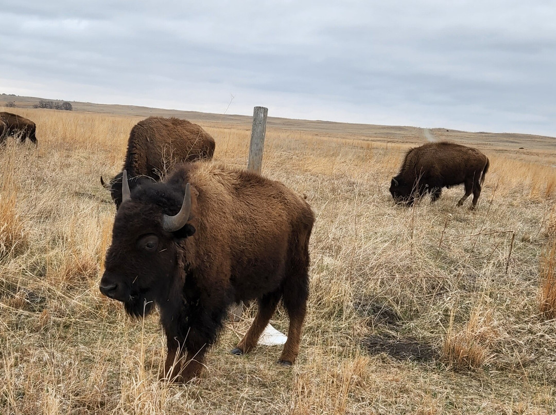 Fort Niobrara National Wildlife Refuge-Valentine必去景点