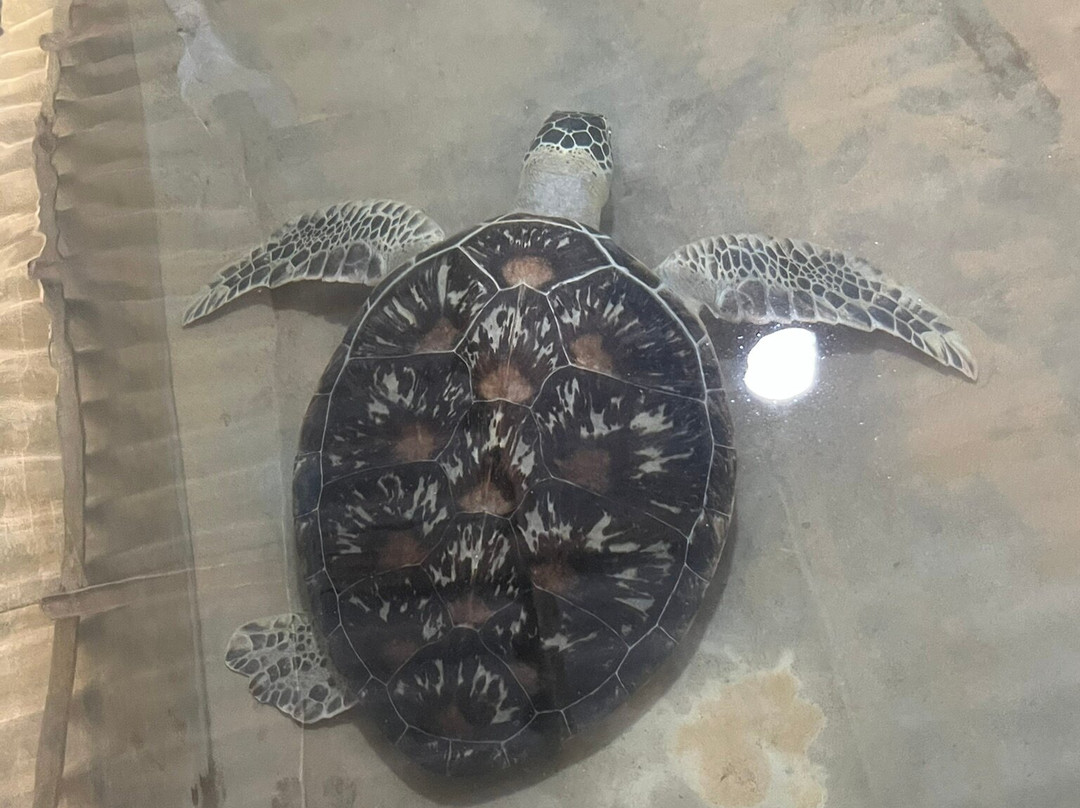 Sea Turtle Conservation Project (Koggala)景点图片