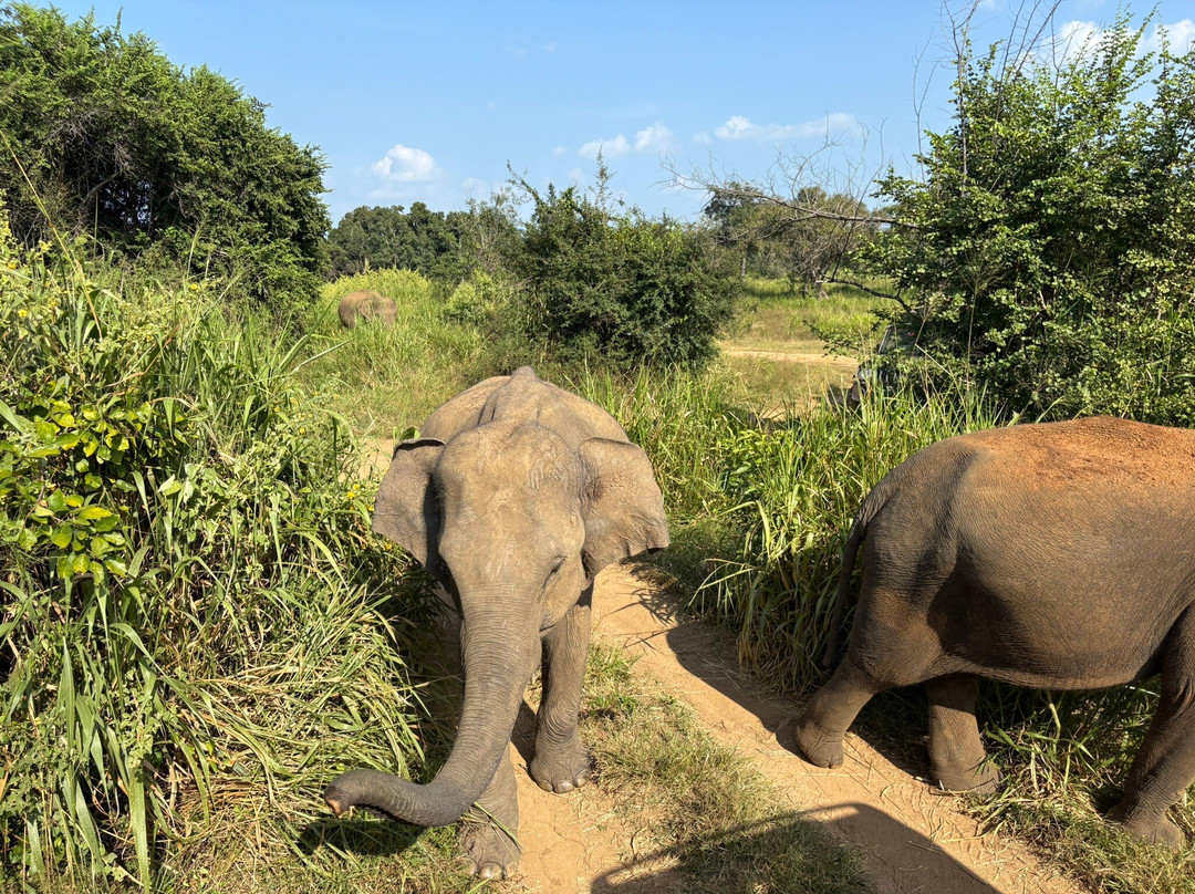 Taxi Sigiriya & Dambulla-锡吉里亚必去景点