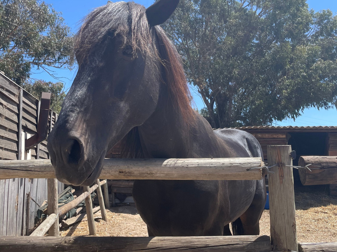 Mountain View Horse Trails-开普敦中心区必去景点