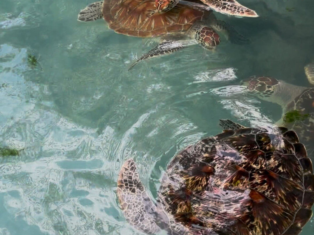 Ethical Dolphin Tours - Kizimkazi, Zanzibar-Kizimkazi必去景点