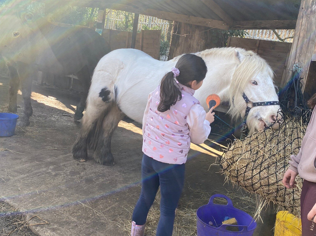Lower Morden Equestrian Centre景点图片
