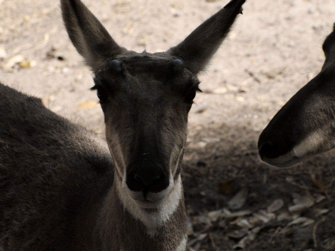 El Paso Zoo-埃尔帕索必去景点