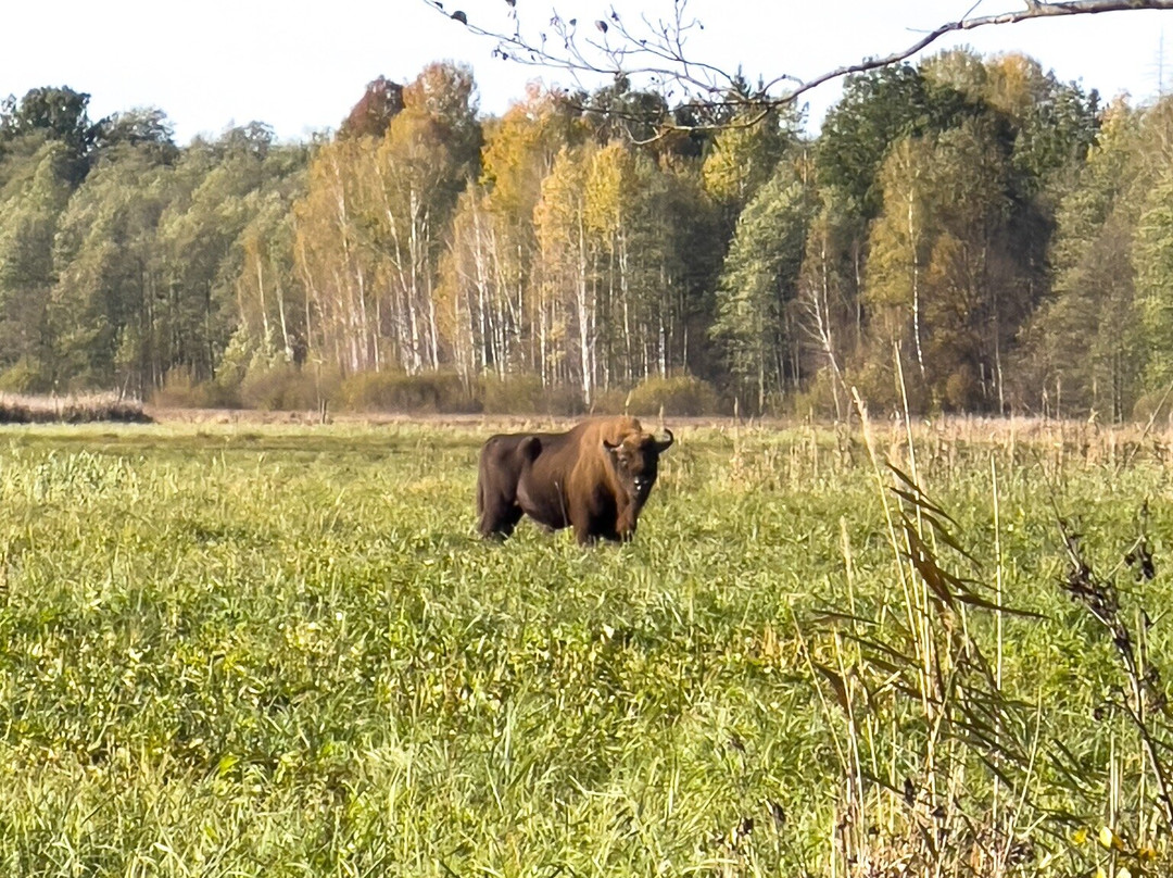 Wild Poland Wildlife Tours景点图片