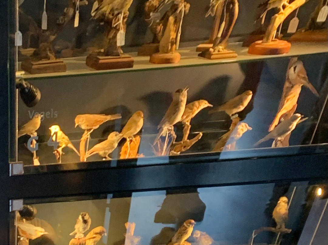 Natuurmuseum Brabant景点图片
