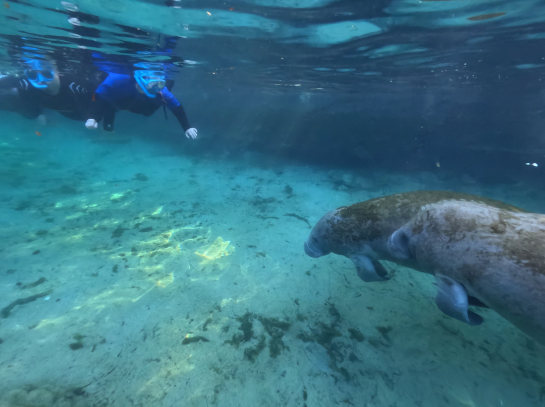 Manatee Tour And Dive-克里斯特尔里弗必去景点