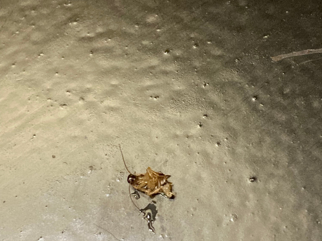 Super 8 by Wyndham Monteagle TN主图