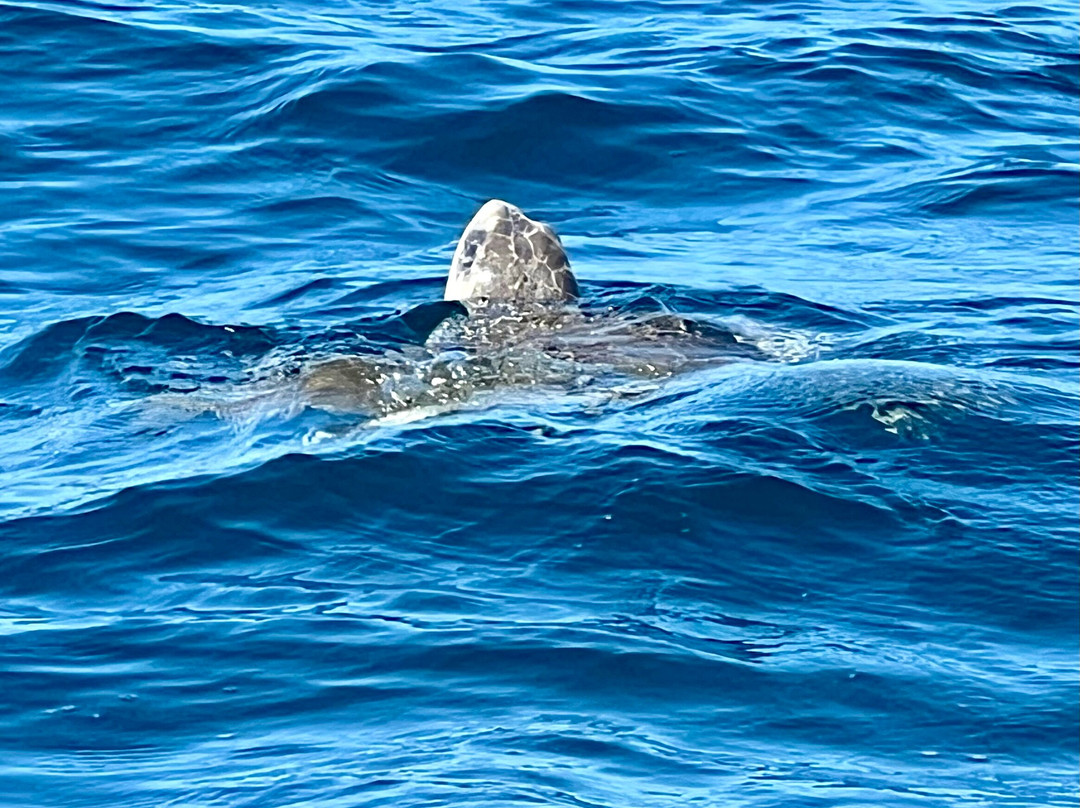 GoSouth Adventures Costa Rica-Gulf of Papagayo必去景点