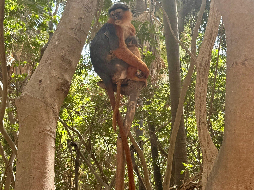 Monkey Park Senegambia景点图片