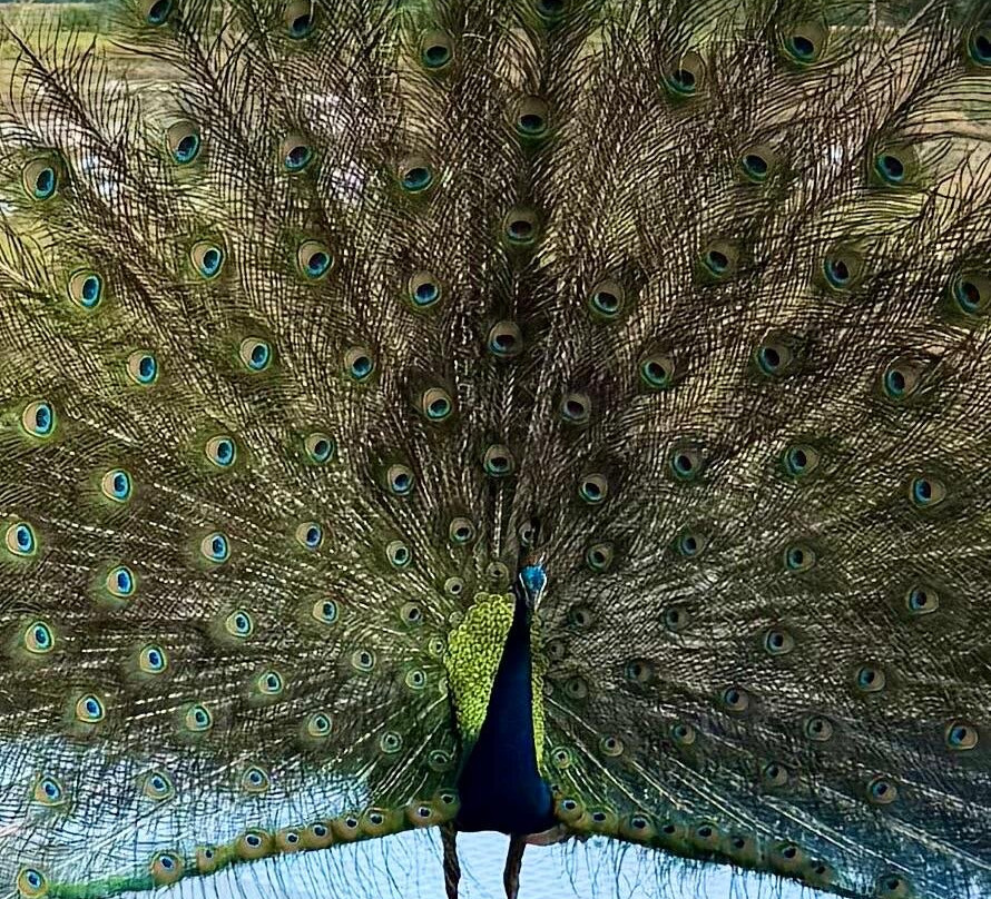 乌拉加尔拉度假村主图