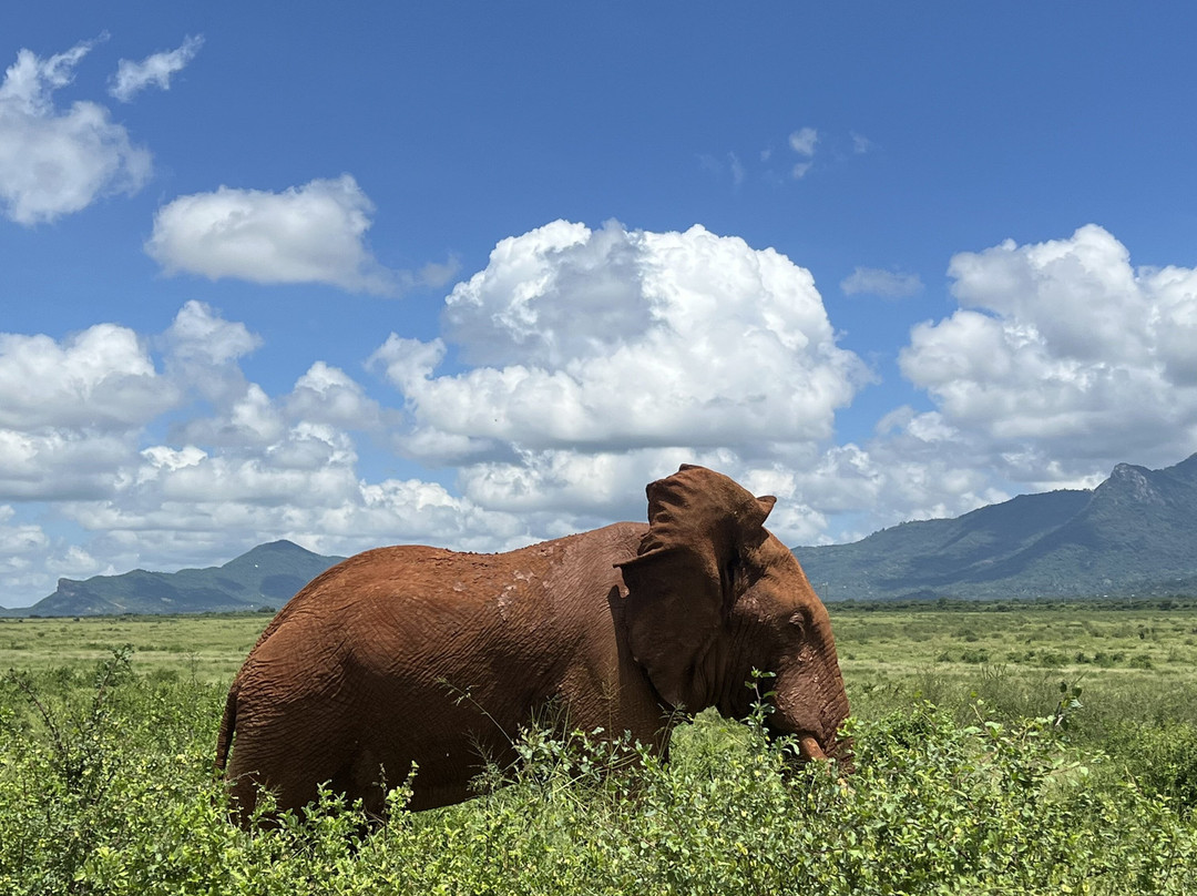 Milana Tours and Safaris-内罗毕必去景点