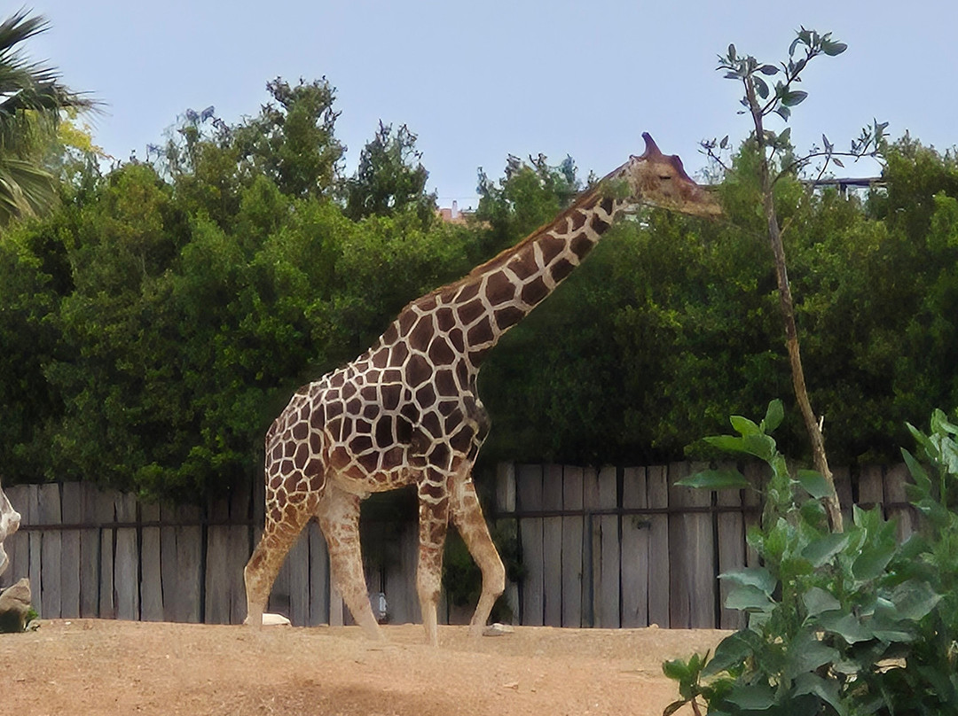 Attica Zoological Park-斯巴达必去景点