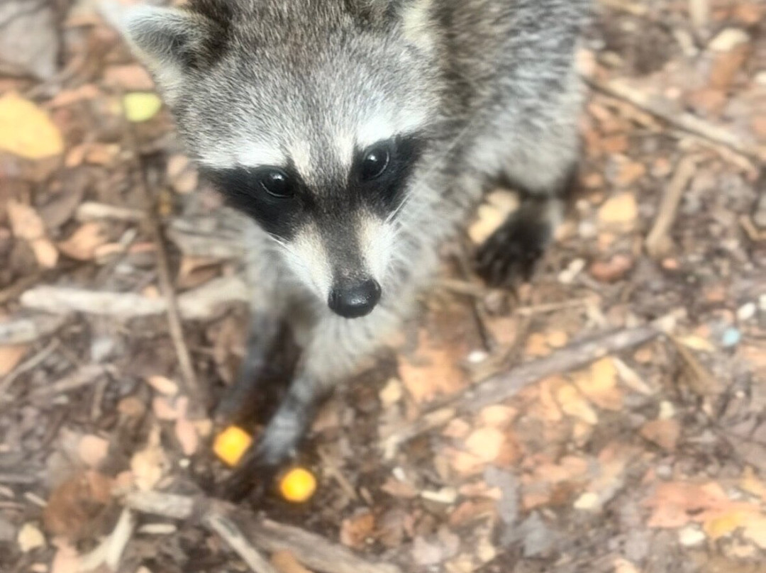 So Flo Water Adventures-迈阿密必去景点