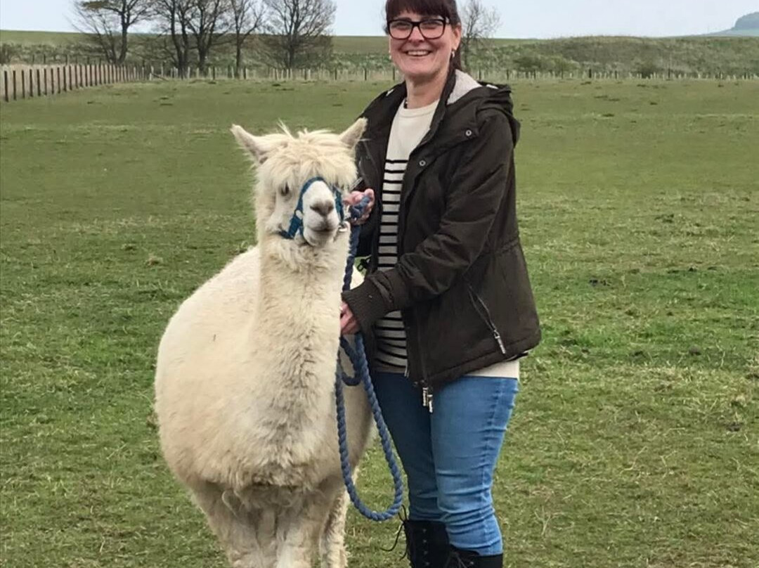 Bowbridge Alpacas Scotland景点图片