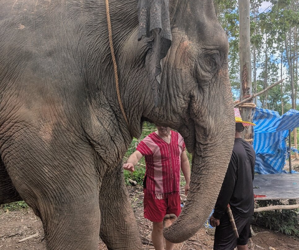 Kerchor Elephant Family Phuket-卡图必去景点