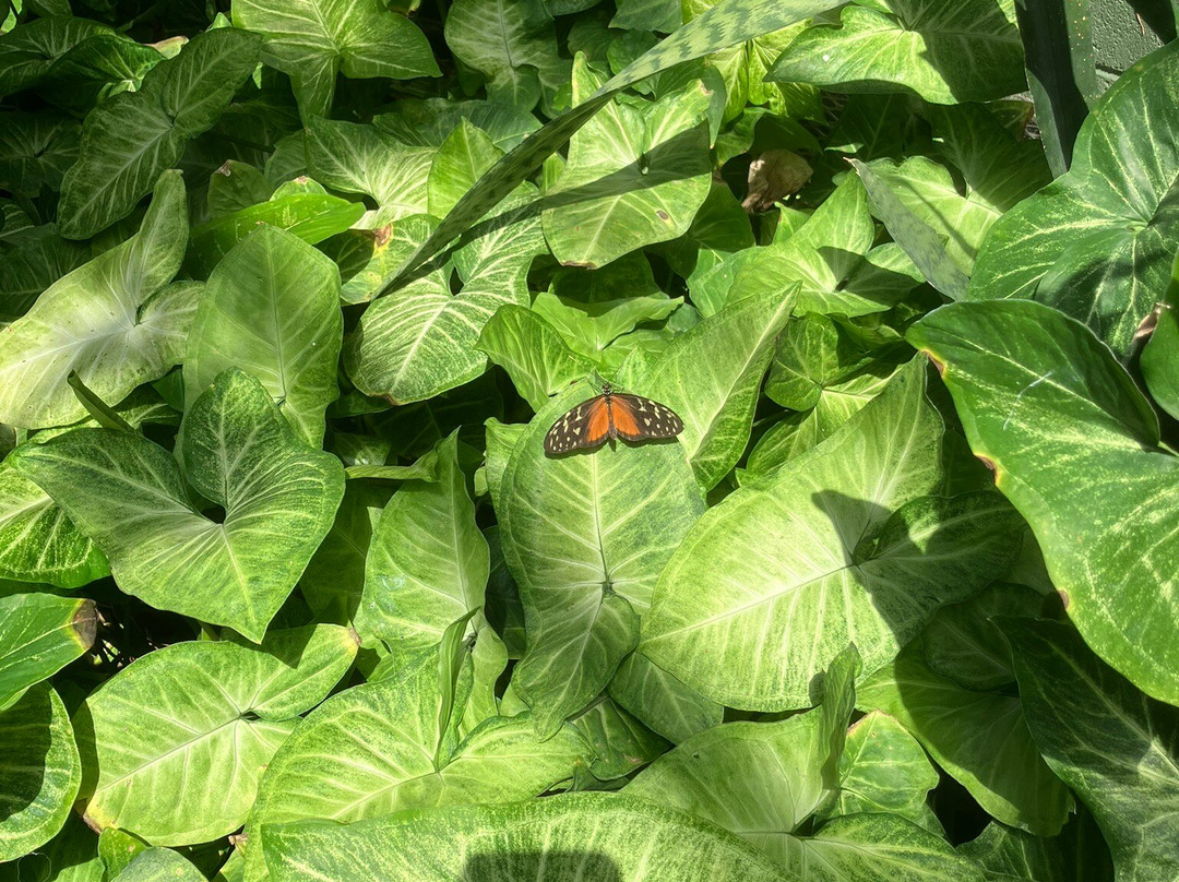 Butterfly Wonderland-斯科茨代尔必去景点