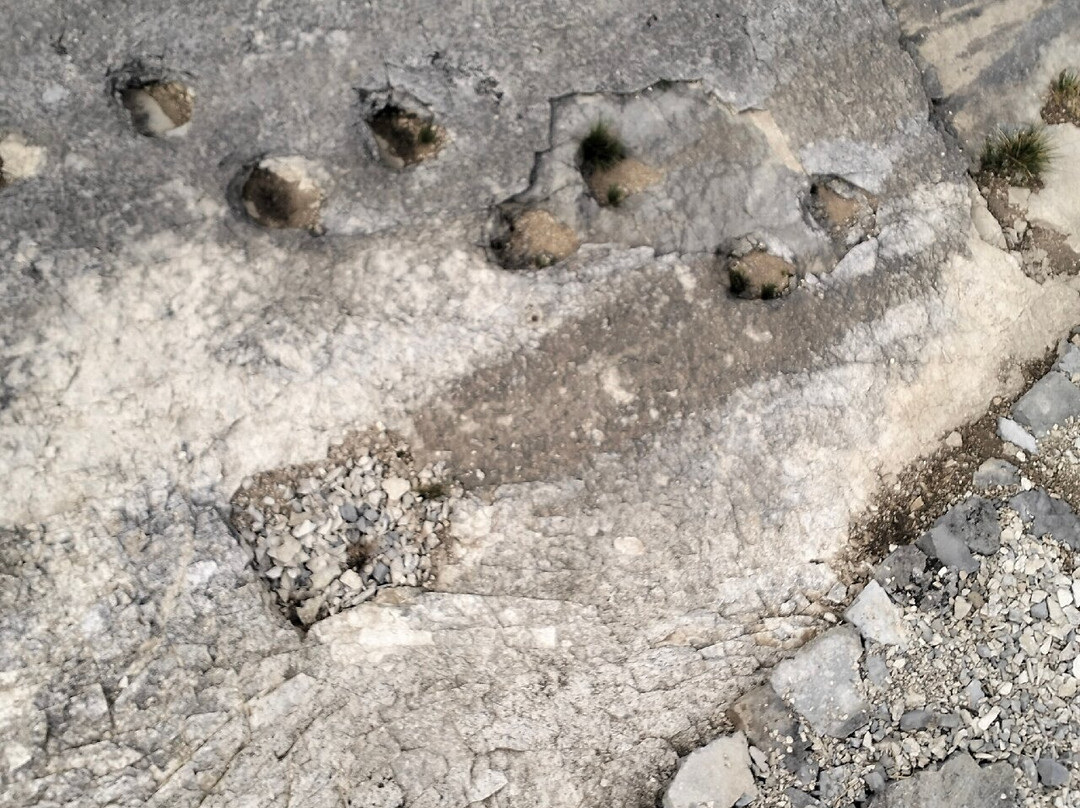 Dinosaurs's Trail景点图片