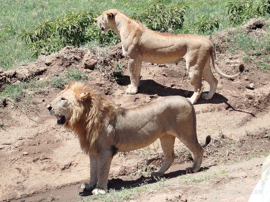 Azizi Africa Luxury Safaris-Karen必去景点