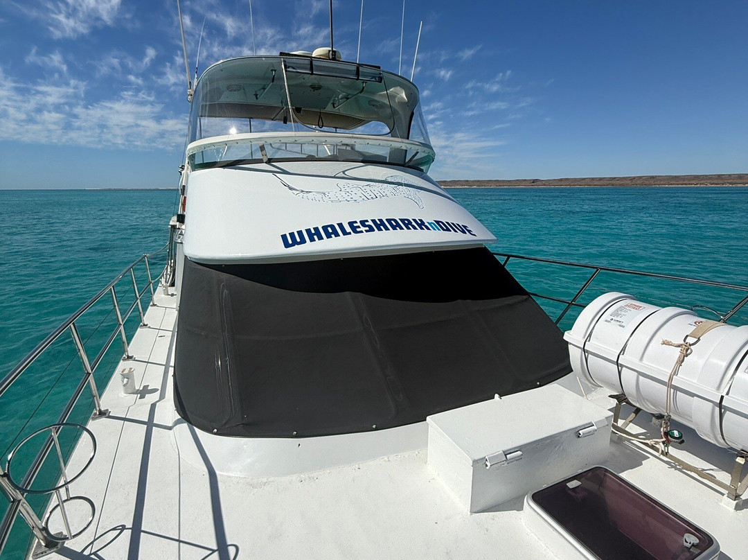 Ningaloo Whaleshark n Dive-埃克斯茅斯必去景点