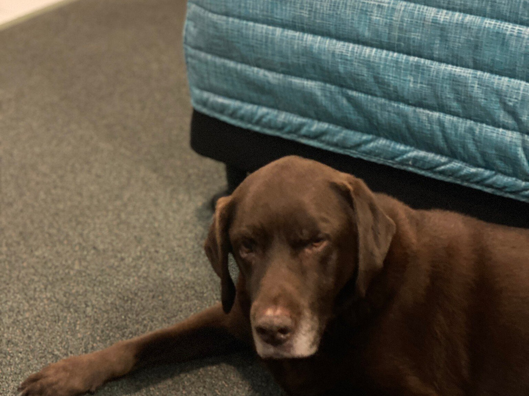 Reef Adventureland Motor Inn主图