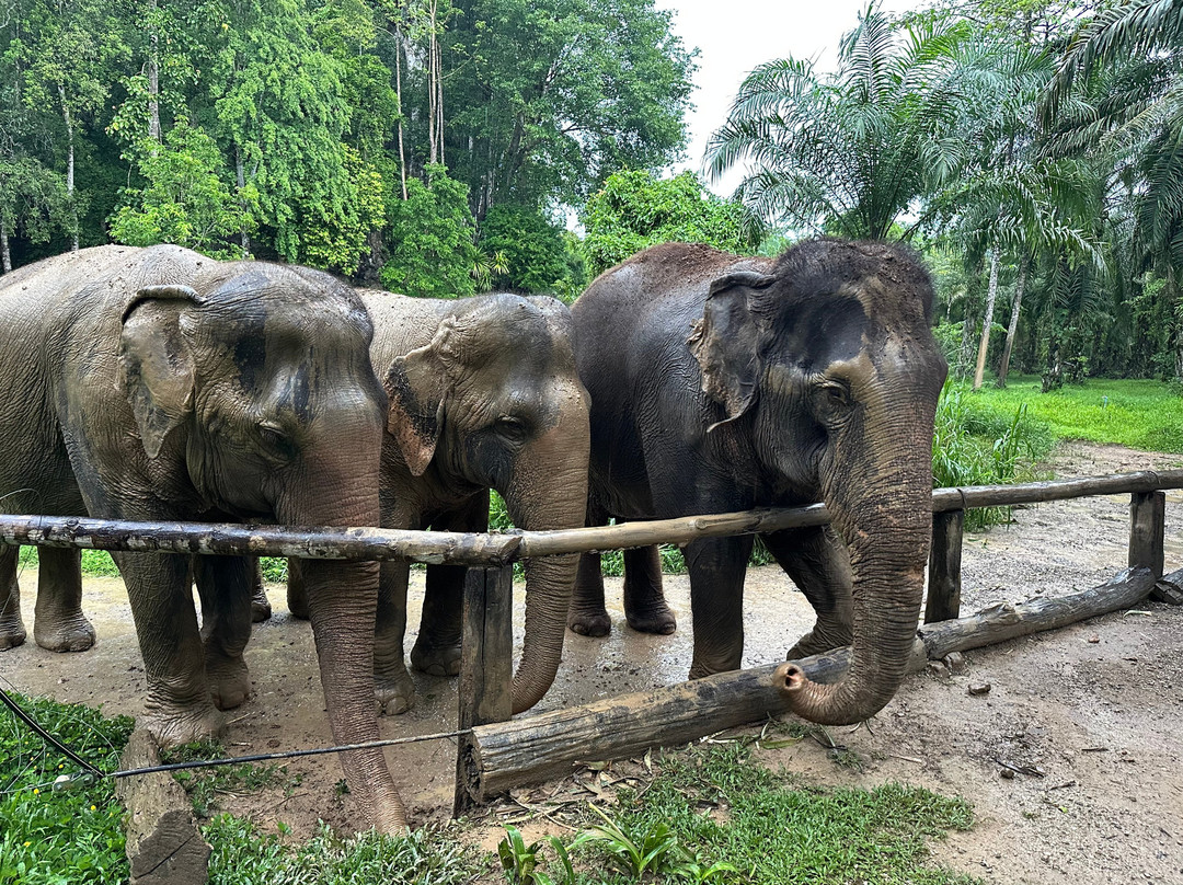 Khao Sok Elephant Sanctuary景点图片