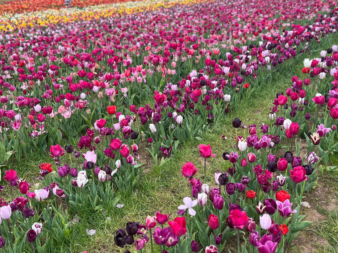 Tulleys Tulip Garden - Warwickshire景点图片