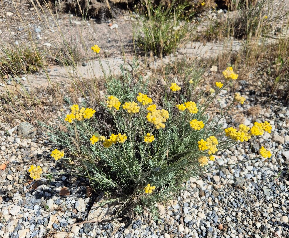 Castillo de la Mota-Alhaurin el Grande必去景点
