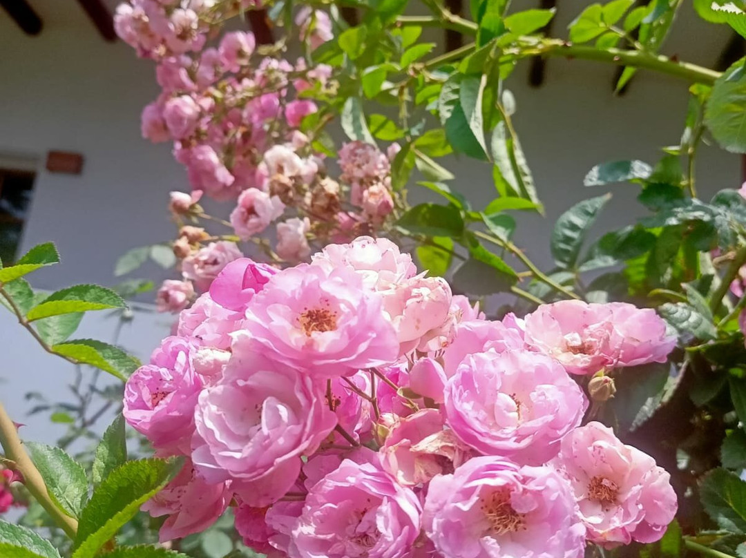 Seclude Shimla Taraview主图