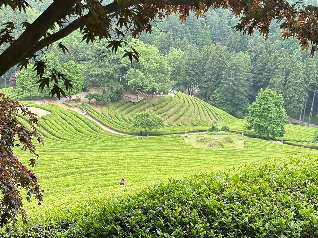 Boseong Green Tea Field Daehan Dawon-宝城郡必去景点