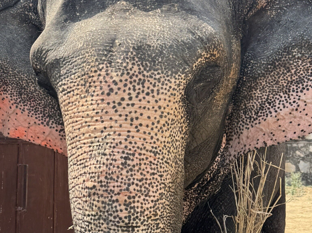 Elefanjoy Elephant Sanctuary-斋蒲尔必去景点