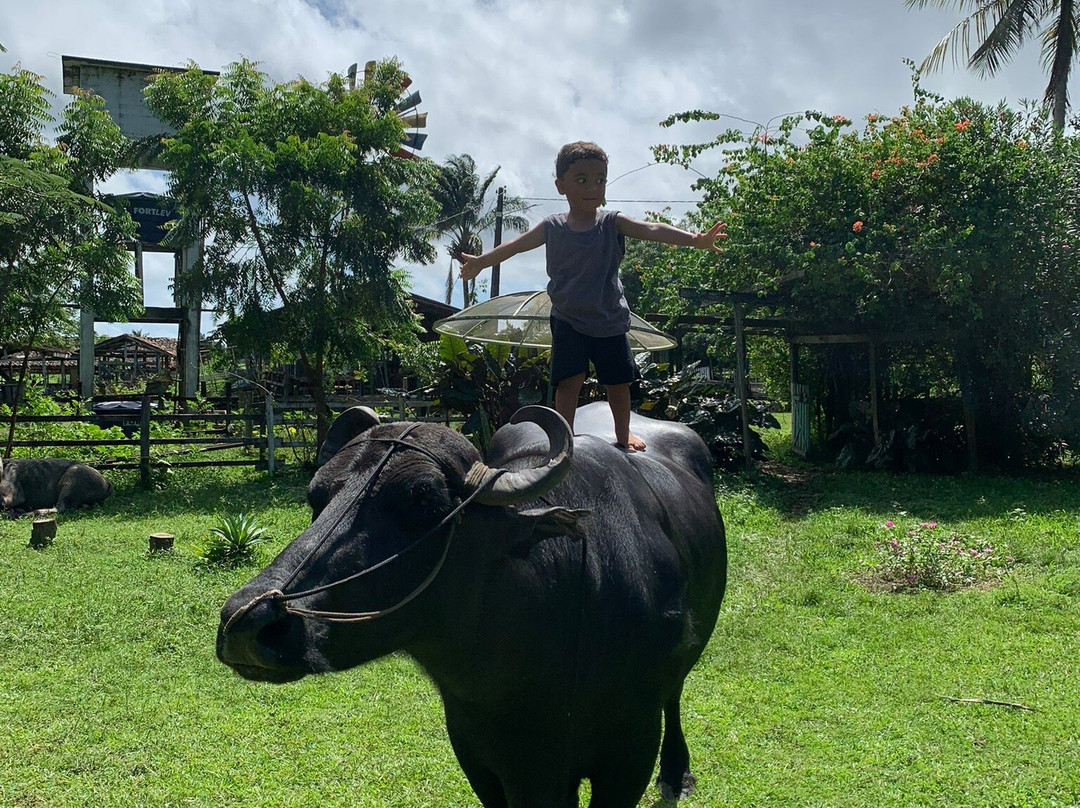 Fazenda Mironga-Soure必去景点