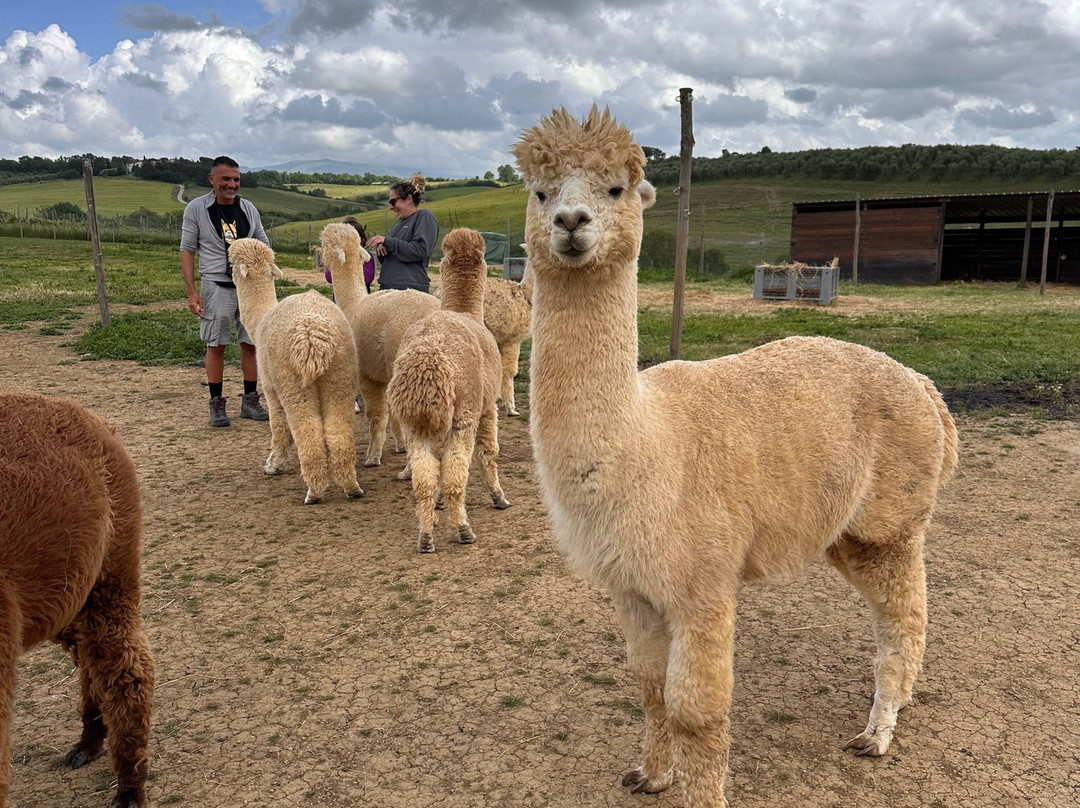 Albus Alpacas景点图片