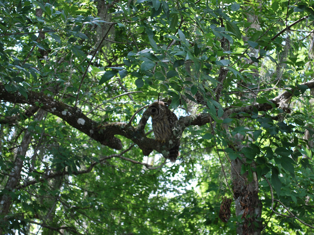 St. John's River Eco Tours, LLC-DeBary必去景点