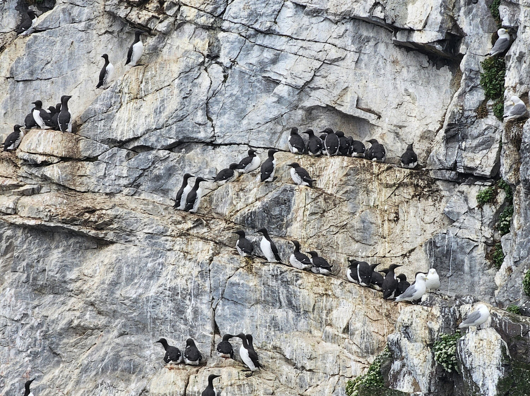 Voxey Trips-Djupivogur必去景点