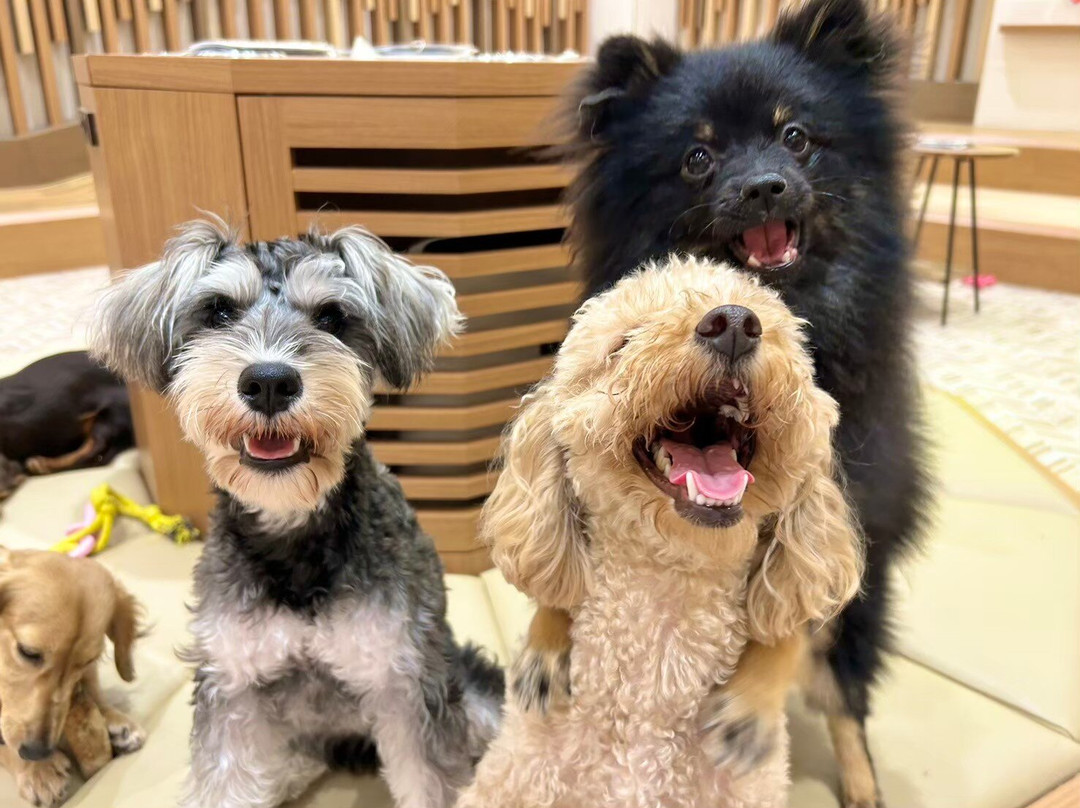 Puppy Cafe Rio Kamakura Komachidori-镰仓市必去景点