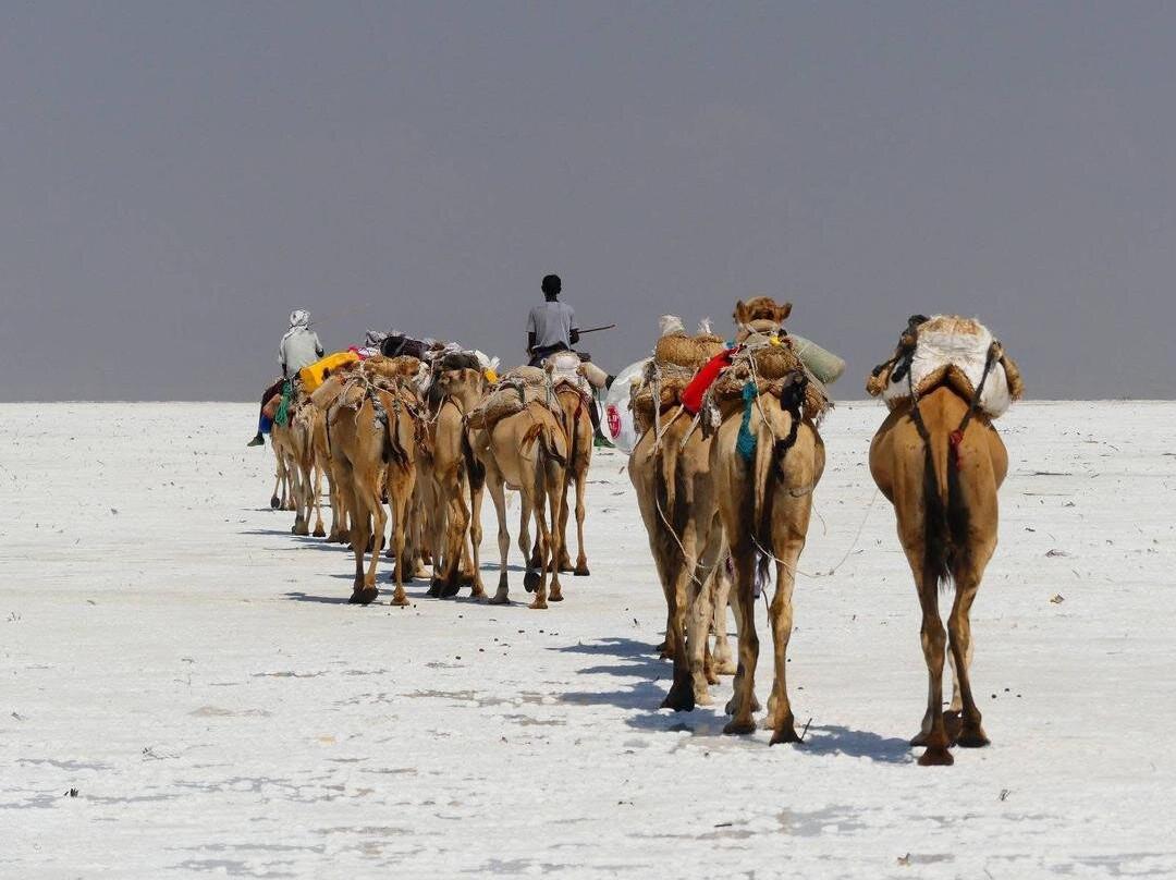 Enat Ethiopia Tours & Travel景点图片