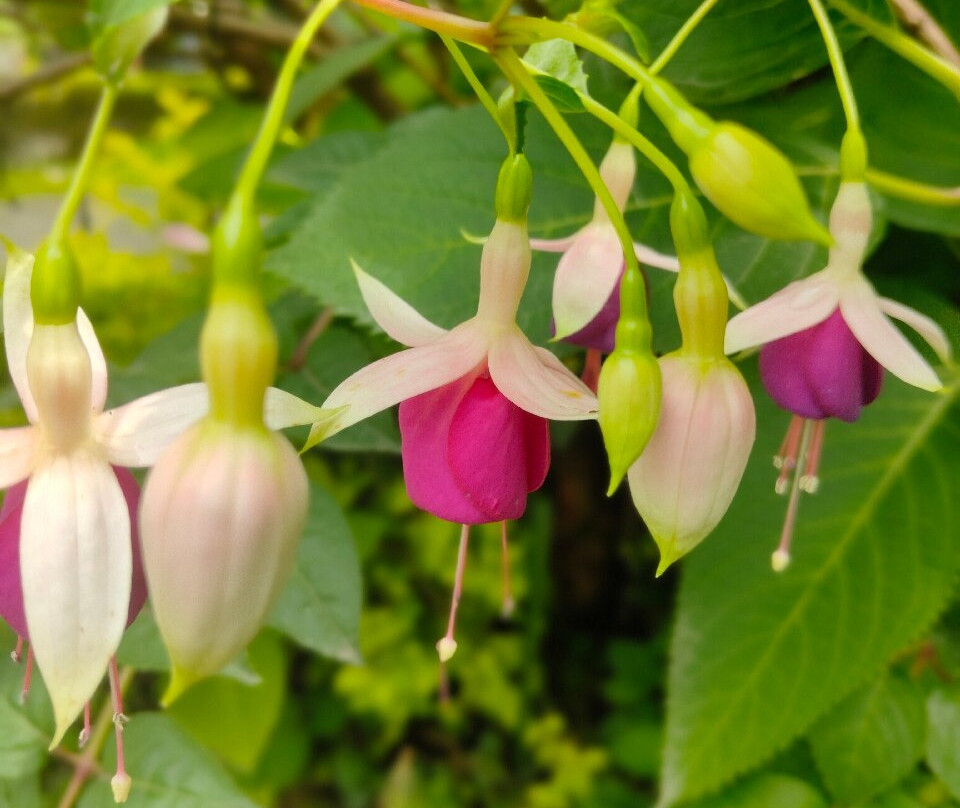 Tashigang Hotel主图